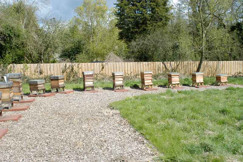 New 2011 apiary