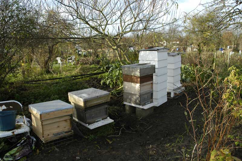 Bluebell allotment apiary