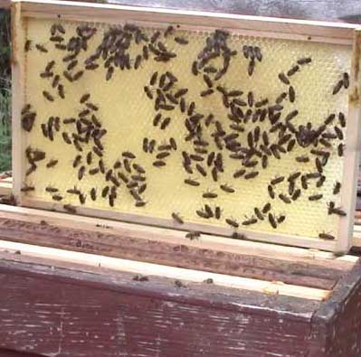 Bees for sale from Norfolk Honey 2018