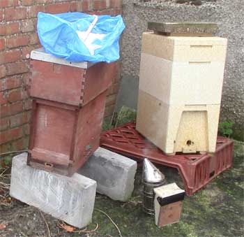 Bees for sale