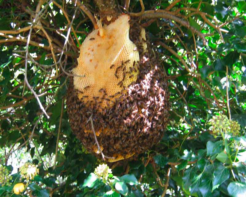 Honey comb in the wild