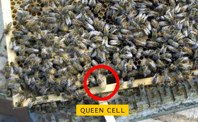 squarm Queen Cell